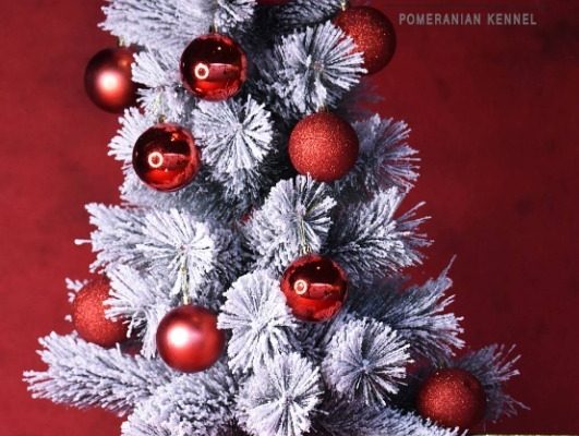 Ogłoszenie - Pomeranian BOO Szczenięta. Zdjęcie 3