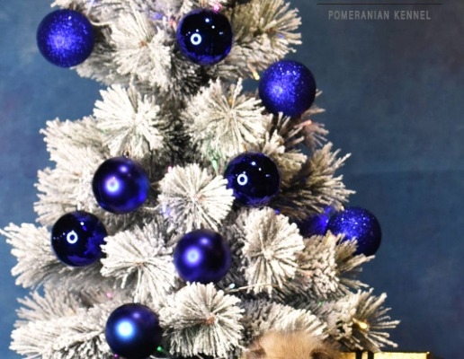 Ogłoszenie - Pomeranian BOO Szczenięta. Zdjęcie 4