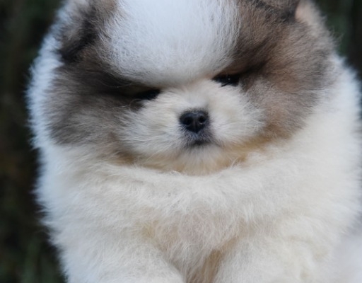 Ogłoszenie - Pomeranian BOO Szczenięta. Zdjęcie 2