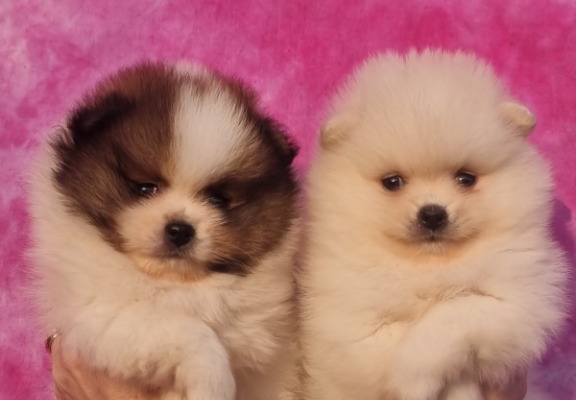 Ogłoszenie - Pomeranian – Piękne szczenięta. Zdjęcie 2