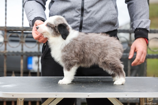 Ogłoszenie - Border Collie – szczenięta. Zdjęcie 9