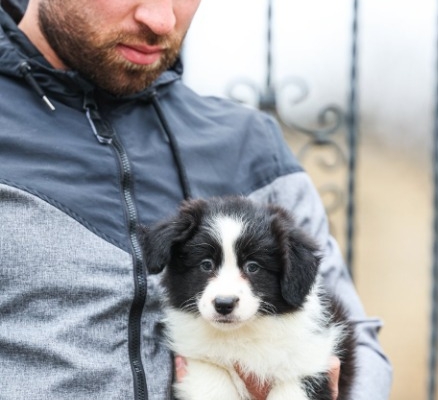 Ogłoszenie - Border Collie – szczenięta. Zdjęcie 1