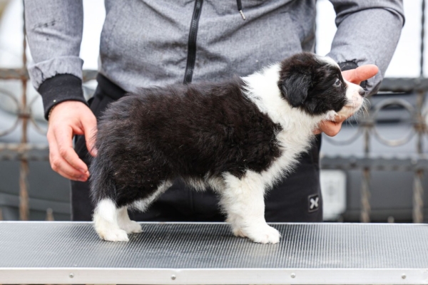 Ogłoszenie - Border Collie – szczenięta. Zdjęcie 8