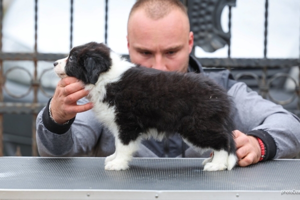 Ogłoszenie - Border Collie – szczenięta. Zdjęcie 7