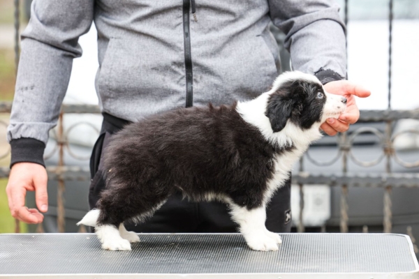 Ogłoszenie - Border Collie – szczenięta. Zdjęcie 10