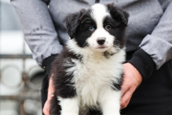 Ogłoszenie - Border Collie – szczenięta. Zdjęcie 2