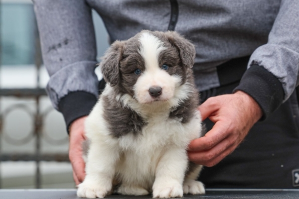 Ogłoszenie - Border Collie – szczenięta. Zdjęcie 3