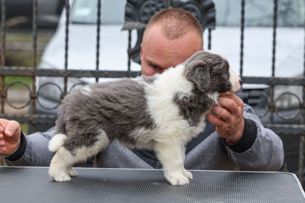 Ogłoszenie - Border Collie – szczenięta. Zdjęcie 6
