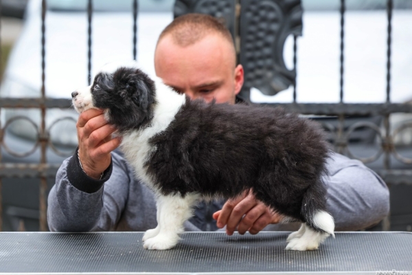 Ogłoszenie - Border Collie – szczenięta. Zdjęcie 5