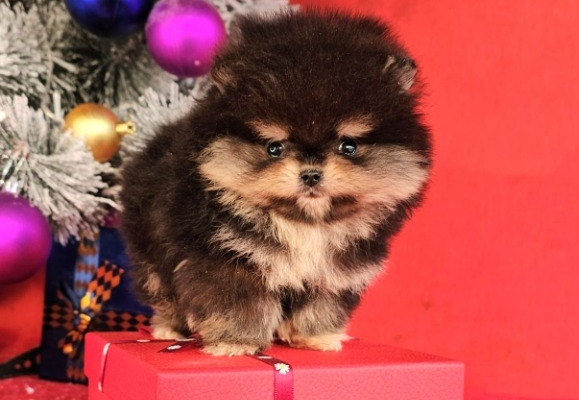 Ogłoszenie - Pomeranian Boo – szczenięta CHOCOLATE & TAN | NOWOŚĆ. Zdjęcie 4