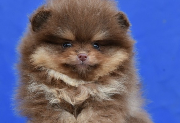 Ogłoszenie - Pomeranian Boo – szczenięta CHOCOLATE & TAN | NOWOŚĆ. Zdjęcie 2