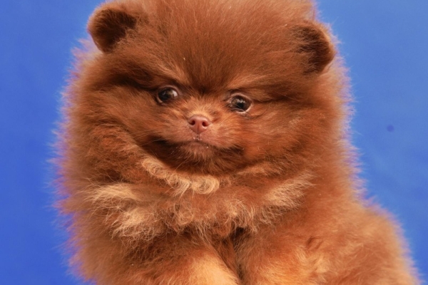 Ogłoszenie - Pomeranian Boo – szczenięta CHOCOLATE & TAN | NOWOŚĆ. Zdjęcie 7