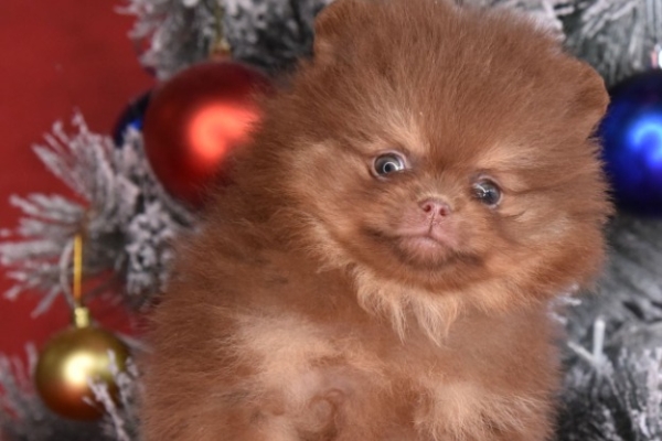 Ogłoszenie - Pomeranian Boo – szczenięta CHOCOLATE & TAN | NOWOŚĆ. Zdjęcie 5