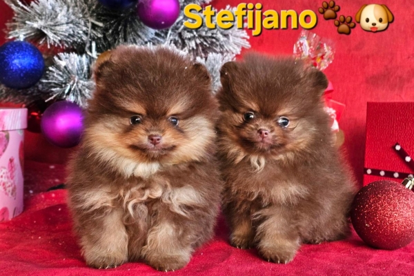 Ogłoszenie - Pomeranian Boo – szczenięta CHOCOLATE & TAN | NOWOŚĆ. Zdjęcie 10