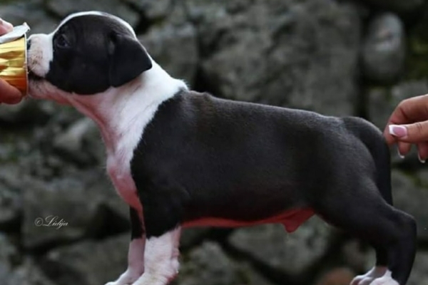 Ogłoszenie - Amerykański staffordshire terrier – piękne szczenięta. Zdjęcie 5