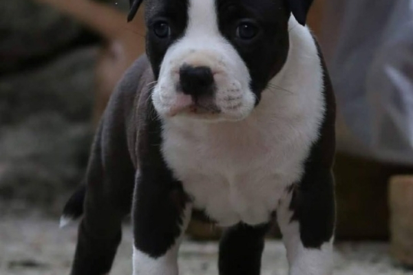 Ogłoszenie - Amerykański staffordshire terrier – piękne szczenięta. Zdjęcie 2