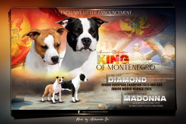 Ogłoszenie - Amerykański staffordshire terrier – piękne szczenięta. Zdjęcie 10