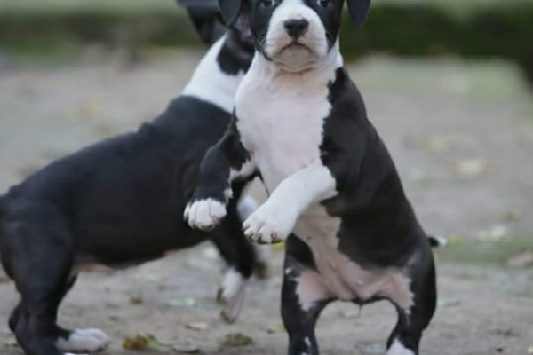 Ogłoszenie - Amerykański staffordshire terrier – piękne szczenięta. Zdjęcie 3