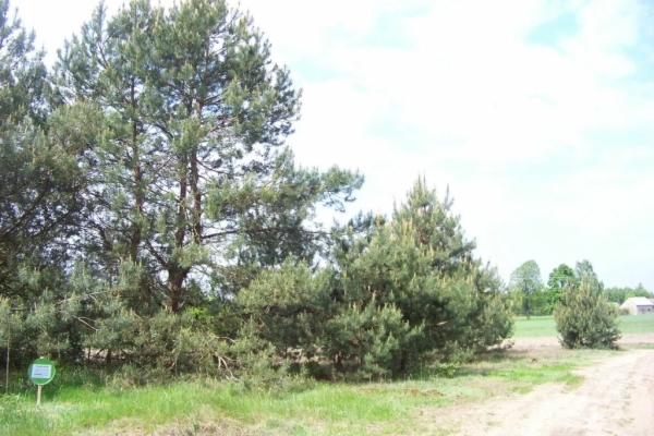 Ogłoszenie - Sprzedam działkę. Zdjęcie 1