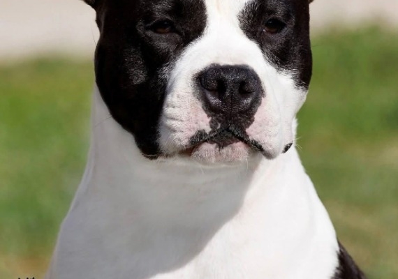 Ogłoszenie - Amerykański staffordshire terrier – piękne szczenięta. Zdjęcie 1