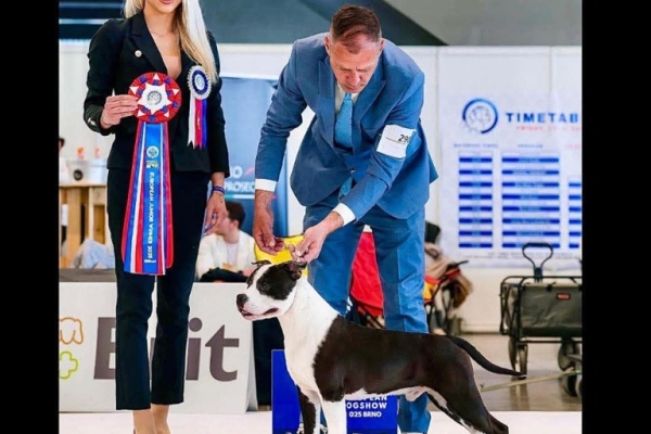 Ogłoszenie - Amerykański staffordshire terrier – piękne szczenięta. Zdjęcie 7