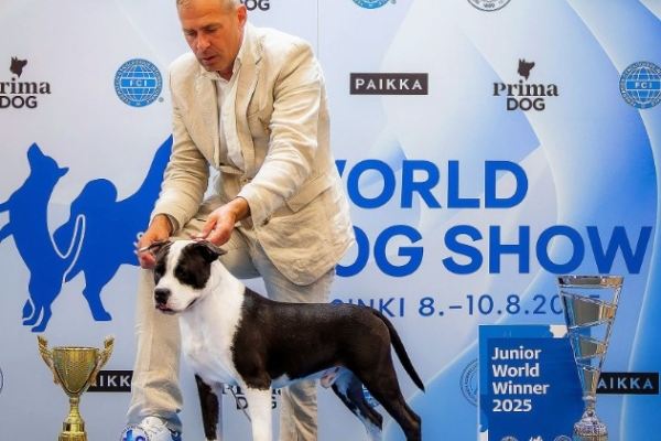 Ogłoszenie - Amerykański staffordshire terrier – piękne szczenięta. Zdjęcie 9