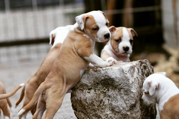 Ogłoszenie - Amerykański staffordshire terrier – piękne szczenięta. Zdjęcie 8