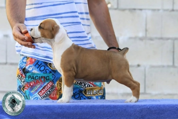 Ogłoszenie - Amerykański staffordshire terrier – piękne szczenięta. Zdjęcie 4
