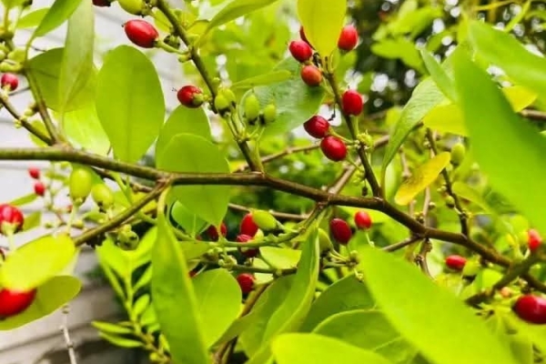 Ogłoszenie - NATURALNE NASIONA erythroxhilum COCA już dotarły✨🌱. Zdjęcie 1