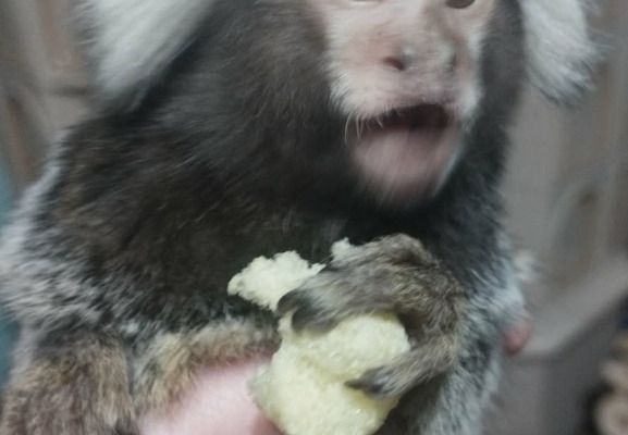 Ogłoszenie - Małpka Marmozeta Białoucha. Zdjęcie 1