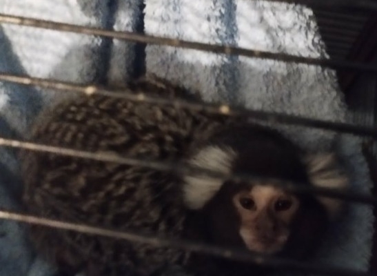 Ogłoszenie - Małpka Marmozeta Białoucha. Zdjęcie 2