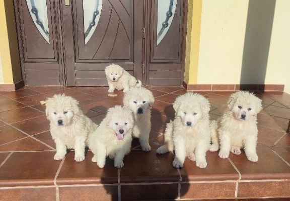 Ogłoszenie - owczarek podhalański. Zdjęcie 1