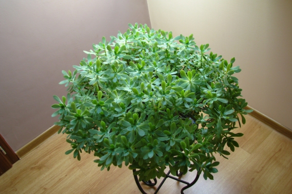 Ogłoszenie - Aeonium – piękny sukulent na taras, do oranżerii lub mieszkania. Zdjęcie 6