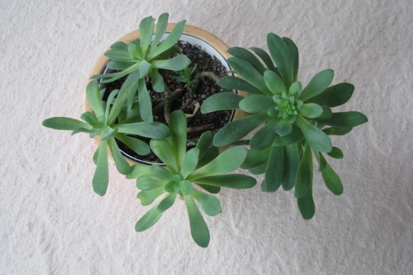 Ogłoszenie - Aeonium – piękny sukulent na taras, do oranżerii lub mieszkania. Zdjęcie 5