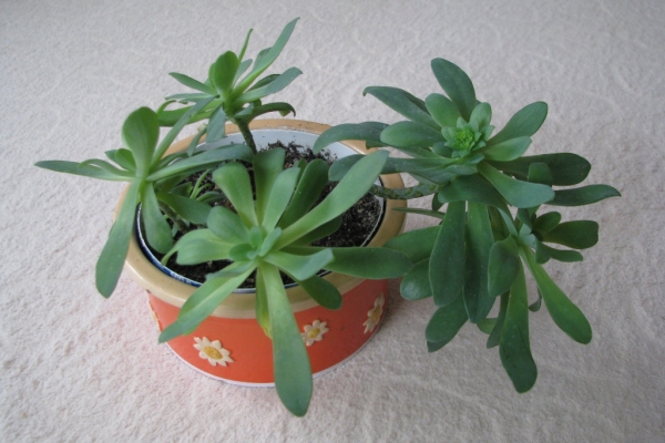 Ogłoszenie - Aeonium – piękny sukulent na taras, do oranżerii lub mieszkania. Zdjęcie 4