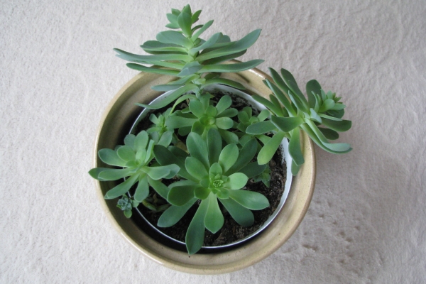 Ogłoszenie - Aeonium – piękny sukulent na taras, do oranżerii lub mieszkania. Zdjęcie 2