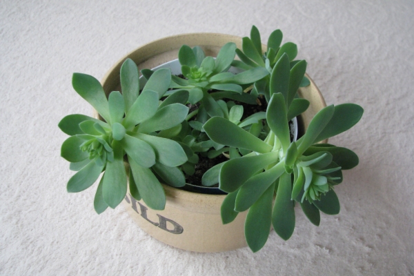 Ogłoszenie - Aeonium – piękny sukulent na taras, do oranżerii lub mieszkania. Zdjęcie 1