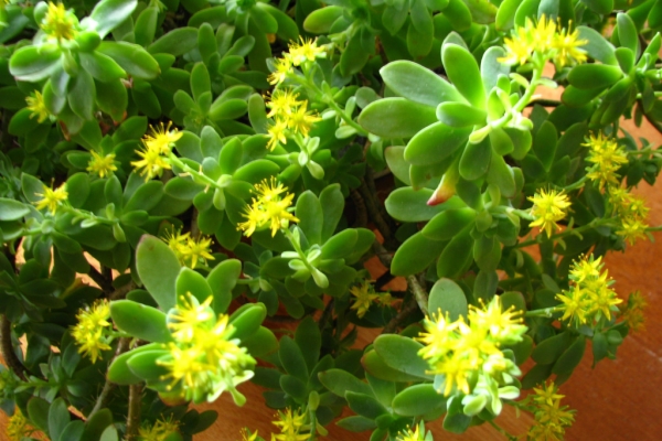 Ogłoszenie - Aeonium – piękny sukulent na taras, do oranżerii lub mieszkania. Zdjęcie 7