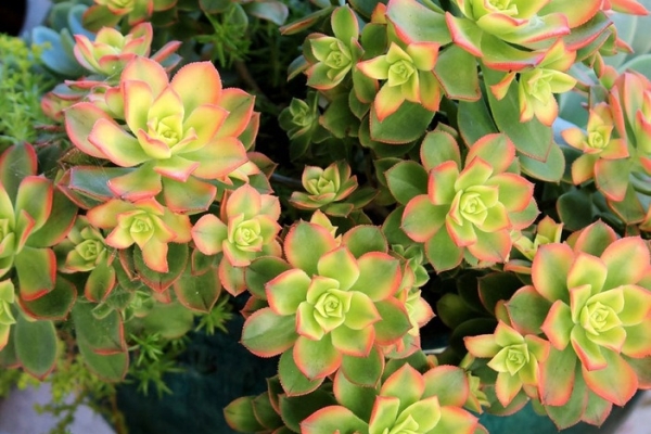 Ogłoszenie - Aeonium – piękny sukulent na taras, do oranżerii lub mieszkania. Zdjęcie 8