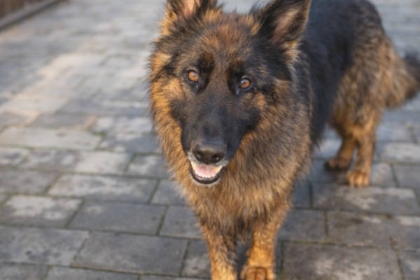 Ogłoszenie - Owczarek niemiecki długowłosy - sprzedam!. Zdjęcie 1