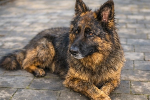 Ogłoszenie - Owczarek niemiecki długowłosy - sprzedam!. Zdjęcie 2