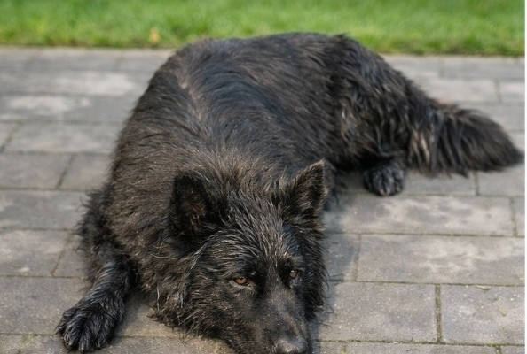 Ogłoszenie - Owczarek niemiecki długowłosy - 3-letnia suczka - sprzedam!. Zdjęcie 1