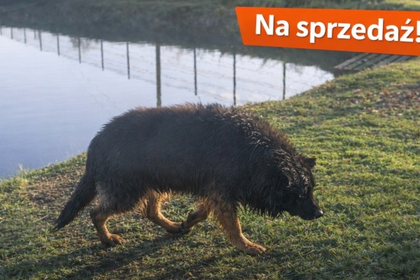 Ogłoszenie - Owczarek niemiecki długowłosy - suczka- sprzedam!. Zdjęcie 1