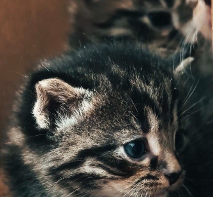 Ogłoszenie - Kocięta do adopcji. Zdjęcie 4