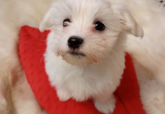 Ogłoszenie - Maltusie. Zdjęcie 2