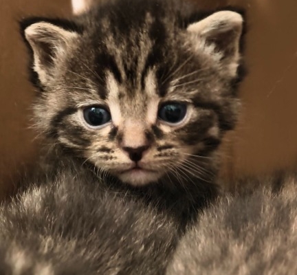 Ogłoszenie - Kocięta do adopcji. Zdjęcie 1