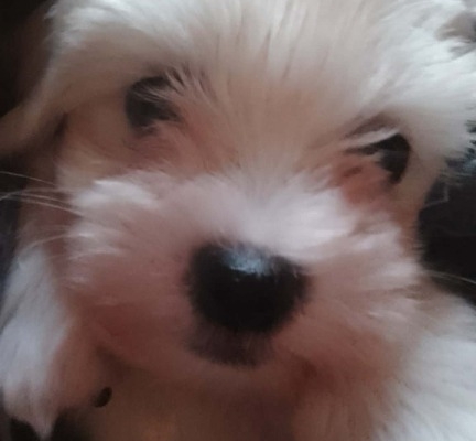 Ogłoszenie - Maltusie. Zdjęcie 3