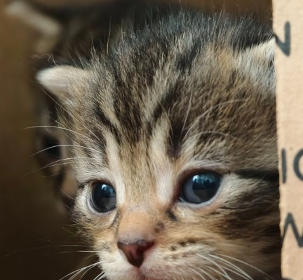 Ogłoszenie - Kocięta do adopcji. Zdjęcie 5