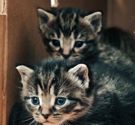 Ogłoszenie - Kocięta do adopcji. Zdjęcie 2