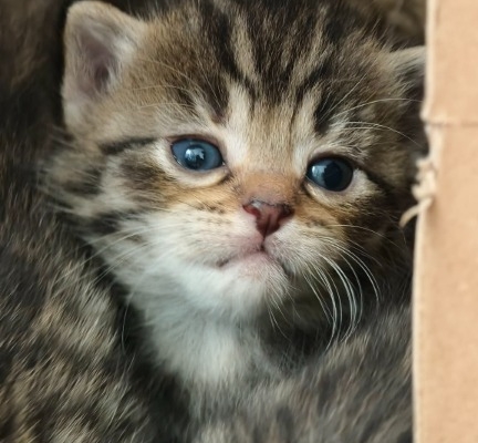 Ogłoszenie - Kocięta do adopcji. Zdjęcie 10